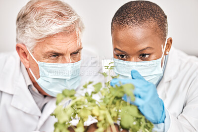 Buy stock photo Research, man or black woman with plants, science or collaboration with growth, scientific experiment or agriculture development. Researchers, scientists or workers with masks, attention or leaf data