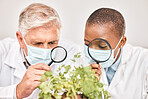 Plants, research or scientists with magnifying glass for growth or experiment in a laboratory. Leaf data, attention or science team with magnifier for agriculture development and ecology with a test