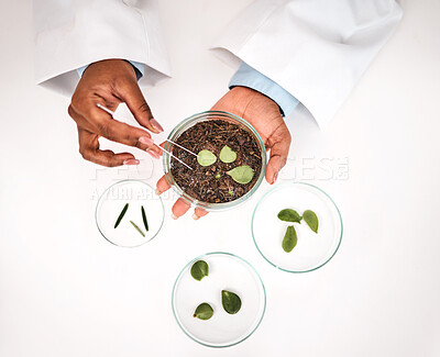 Buy stock photo Tweezer, plants and scientist hands with petri dish and agriculture study for food security. Eco research, above and sustainability with leaf growth and ecology test with fertilizer and soil analysis