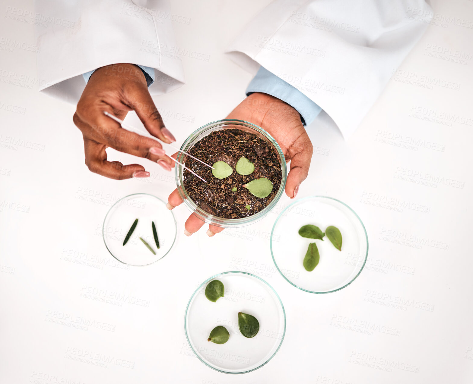 Buy stock photo Tweezer, plants and scientist hands with petri dish and agriculture study for food security. Eco research, above and sustainability with leaf growth and ecology test with fertilizer and soil analysis