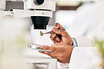 Scientist, hands and test leaf with microscope for research in biotechnology, plants and petri dish for horticulture lab exam and study. Agriculture, science and person in forensic analysis of sample