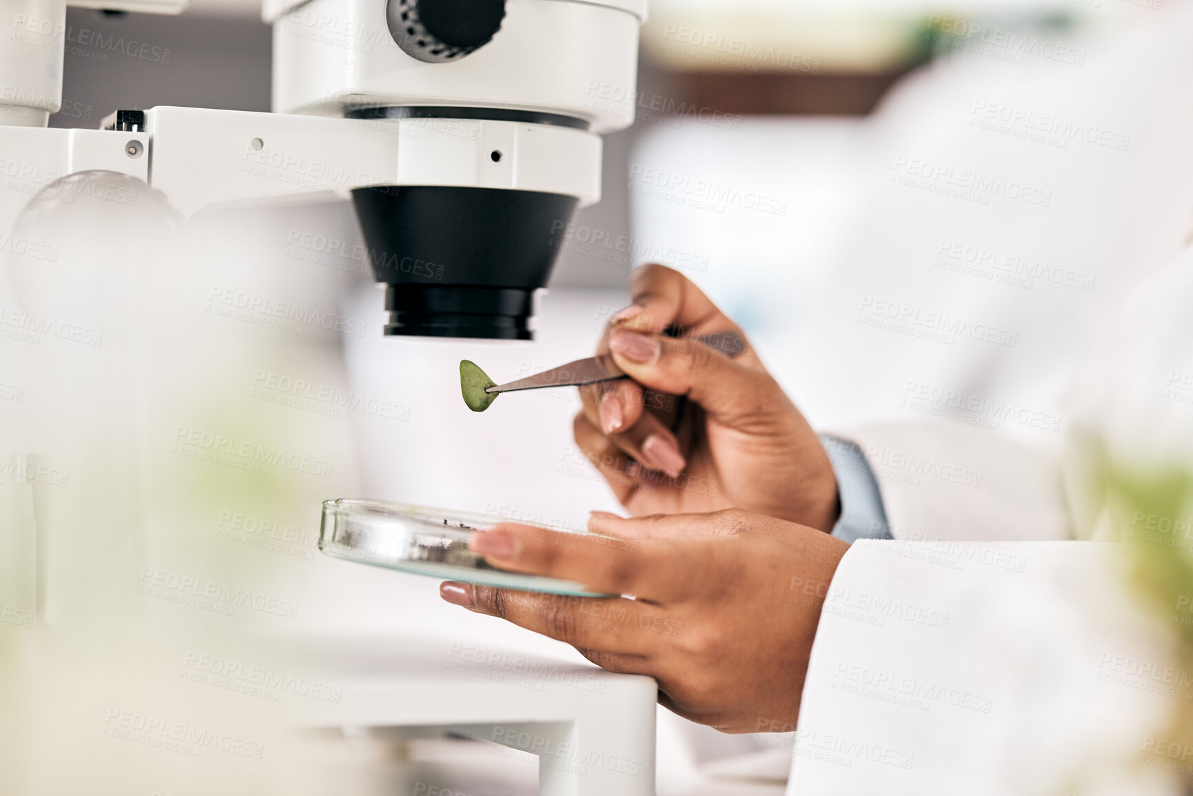 Buy stock photo Scientist, hands and test leaf with microscope for research in biotechnology, plants and petri dish for horticulture lab exam and study. Agriculture, science and person in forensic analysis of sample