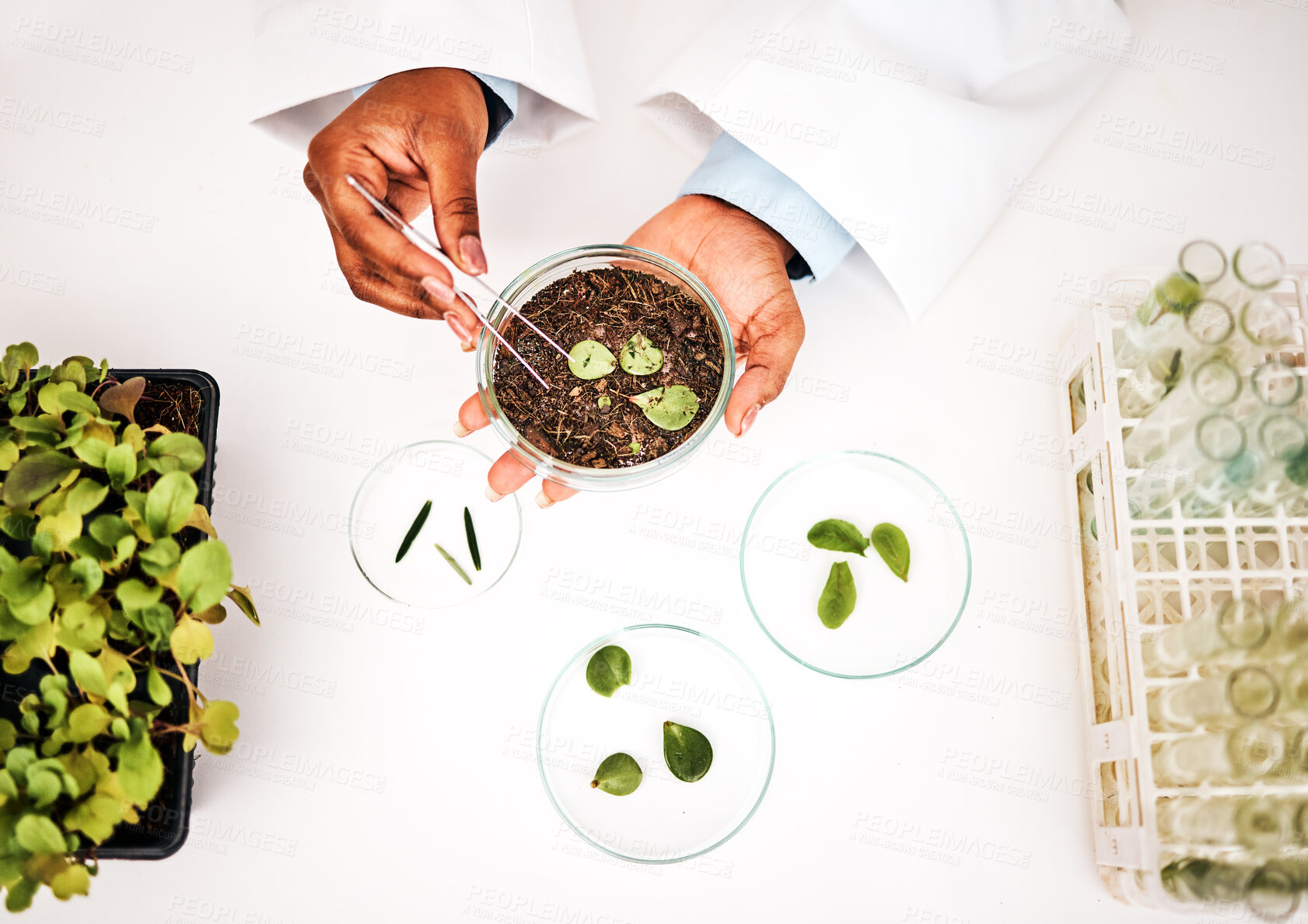 Buy stock photo Laboratory, plants and scientist hands with petri dish and agriculture study for food security. Eco research, above and sustainability with leaf growth and ecology test with fertilizer and soil data