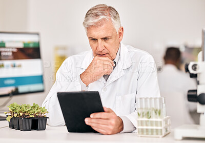 Buy stock photo Science man, plants and thinking on tablet for agriculture solution, problem solving and growth analysis. Scientist or senior doctor focus on digital results or sustainability research in laboratory