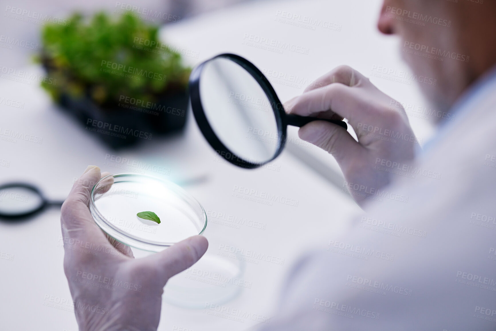 Buy stock photo Scientist, hand and plant with petri dish and magnifying glass research for agriculture in a laboratory. Leaf, data analysis and tube with science and studying for eco test and chemical ecology exam