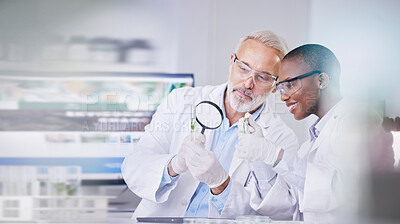 Buy stock photo Scientist, science and people, magnifying glass and plant in test tube, black woman and senior man with analysis in lab. Mentor, learn and leaves, medical research and environment study with review