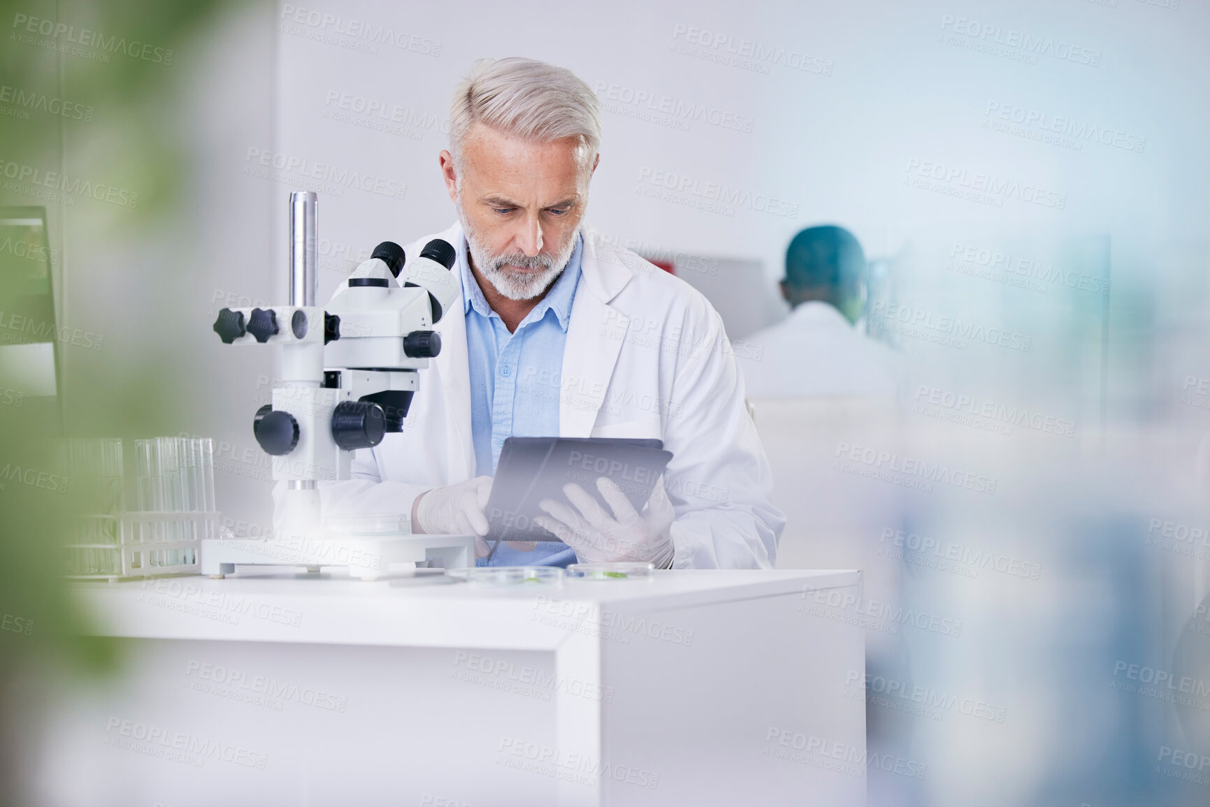 Buy stock photo Biotech, laboratory and scientist with microscope, tablet and research with plants, botany or sustainable medicine. Professional science man with study on nature, growth and digital analysis in lab.