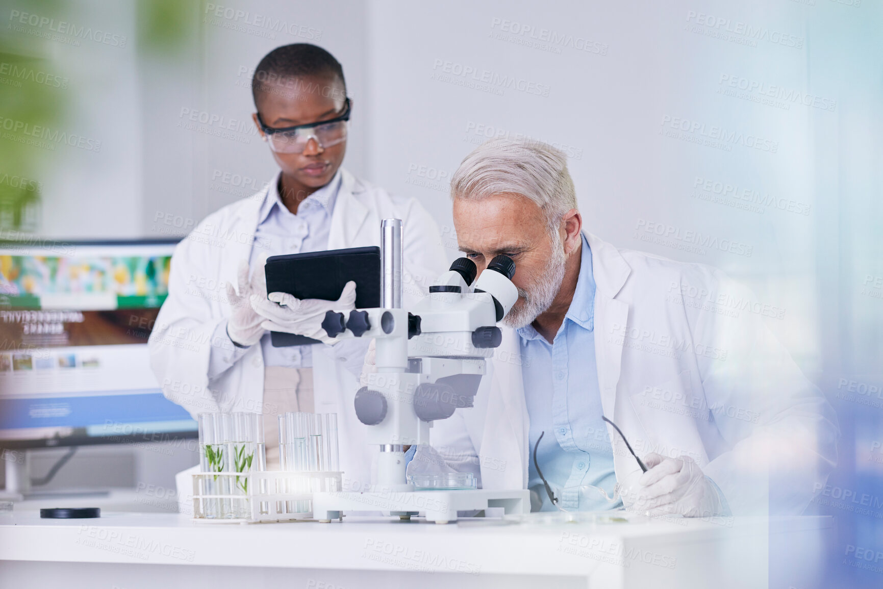 Buy stock photo Science, black woman with tablet and man with microscope, biotech and research with plants for sustainable medicine. Scientist team in study on nature, growth and digital analysis of leaves in lab.