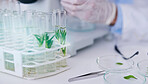 Science, plant test tube and scientist hands with growth research, analysis and ecology study. Agriculture, leaf and working on eco experiment in laboratory, for sustainability and data analytics