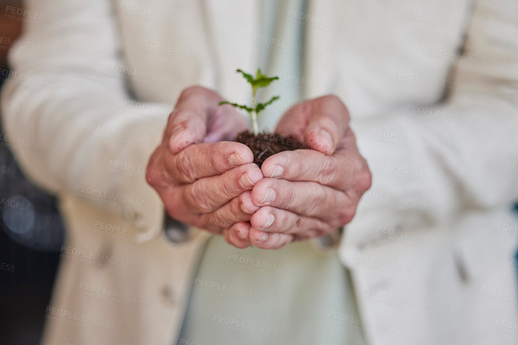 Buy stock photo Earth day, plants and hands of professional person with business growth, climate change support or agriculture development. Eco investment, company charity project and employee palm help environment