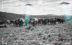 Recording of alien, spaceship and UFO with cow in field for fantasy, science fiction and space invasion. Extraterrestrial, travel and flying saucer on cattle farm for discovery, camcorder and mystery