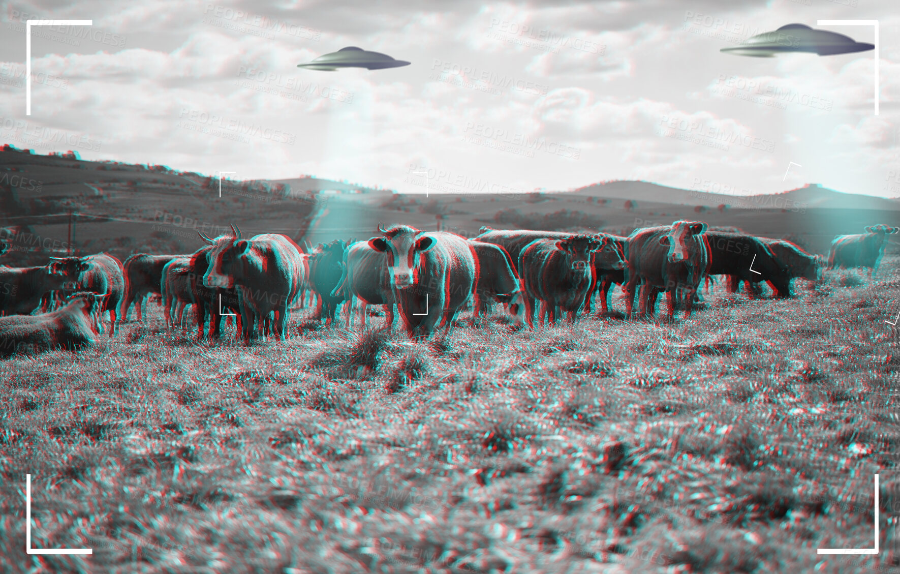 Buy stock photo Recording of alien, spaceship and UFO with cow in field for fantasy, science fiction and space invasion. Extraterrestrial, travel and flying saucer on cattle farm for discovery, camcorder and mystery