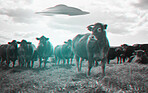 Alien, spaceship and UFO with cow on farm for fantasy, science fiction and space invasion. Extraterrestrial, countryside and flying saucer beam on cattle ranch for discovery, abduction and mystery