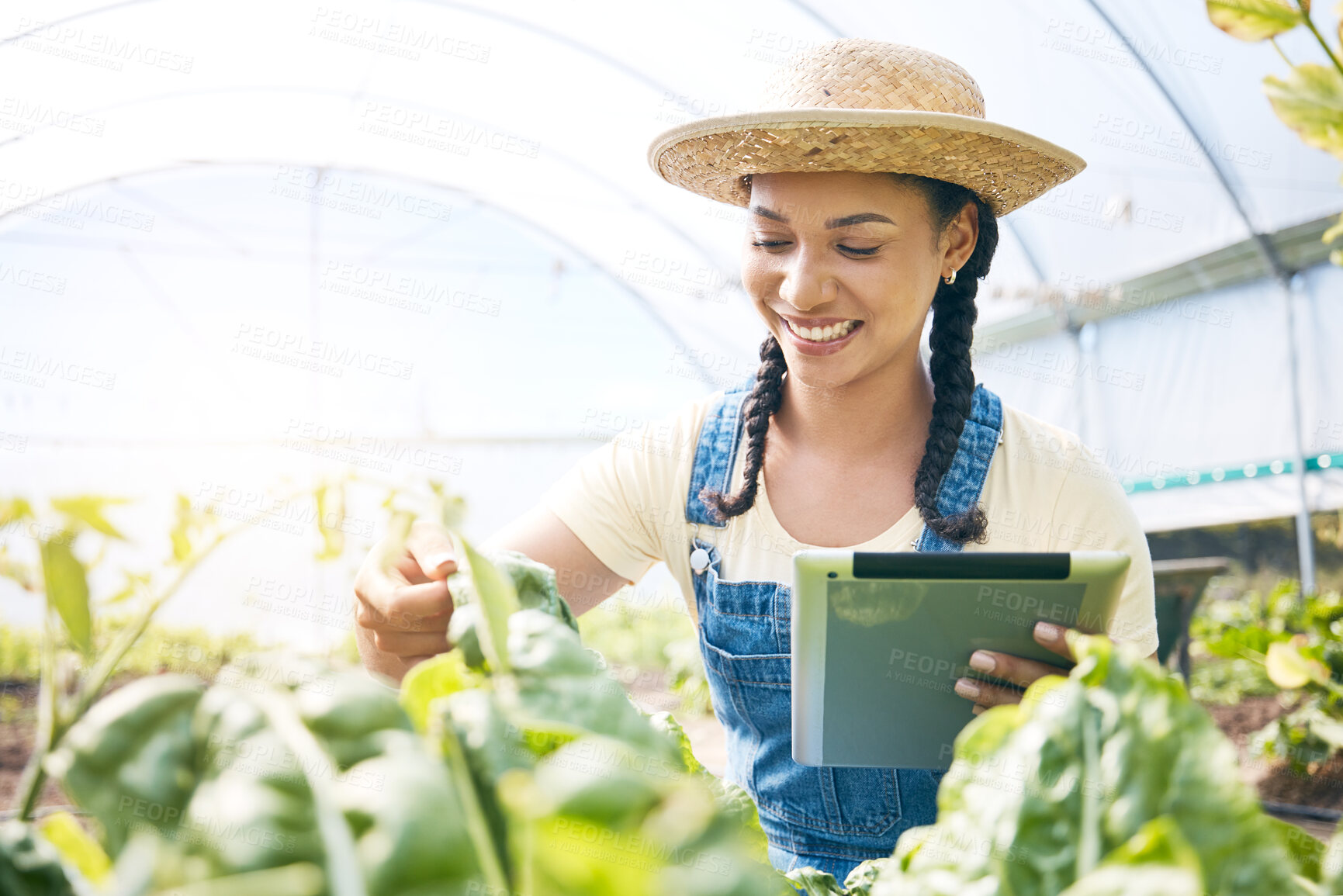 Buy stock photo Farmer, woman and tablet for greenhouse plants, growth inspection and vegetables development in agriculture. Young worker farming, quality assurance and digital tech for food or gardening progress