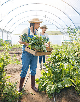 Buy stock photo Women team, agriculture and vegetable farming in a greenhouse for harvest and sustainability. Farmer people working together on a farm for eco lifestyle, agro startup or organic food for wellness