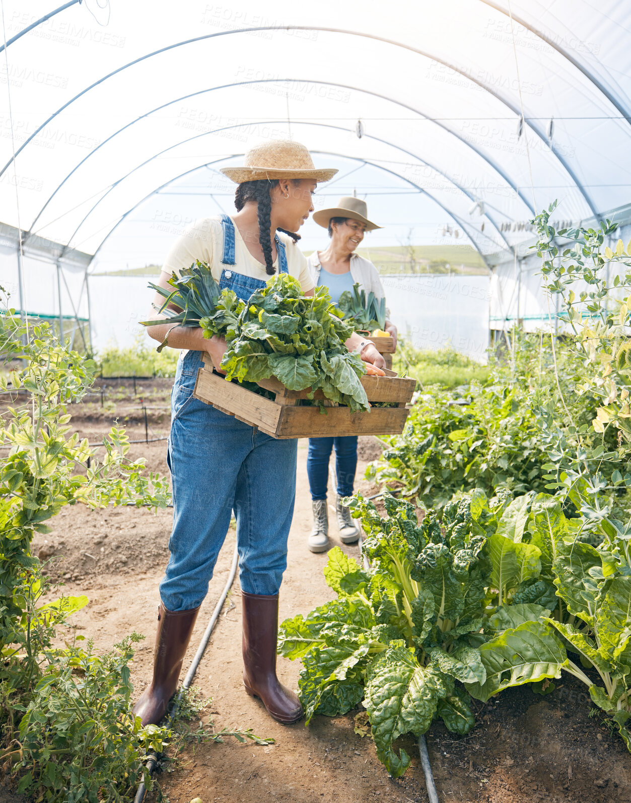 Buy stock photo Women team, agriculture and vegetable farming in a greenhouse for harvest and sustainability. Farmer people working together on a farm for eco lifestyle, agro startup or organic food for wellness