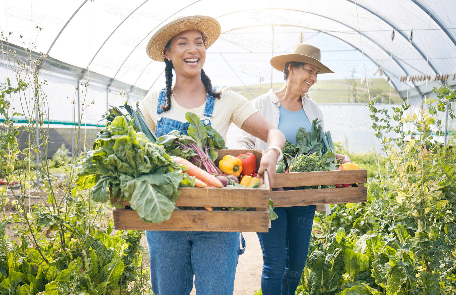 Buy stock photo Women, agriculture and vegetable farming teamwork in a greenhouse for harvest and sustainability. Happy farmer people together on a farm for supply chain, agro startup or organic food for wellness