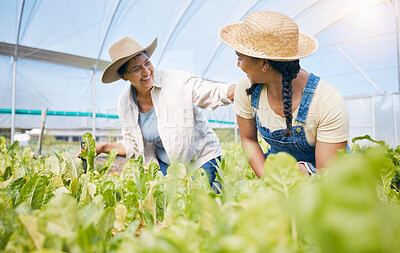 Buy stock photo Farming, agriculture and teamwork with plants in greenhouse for sustainability. Happy women working together on farm for eco lifestyle, agro startup or organic food vegetable or lettuce for wellness