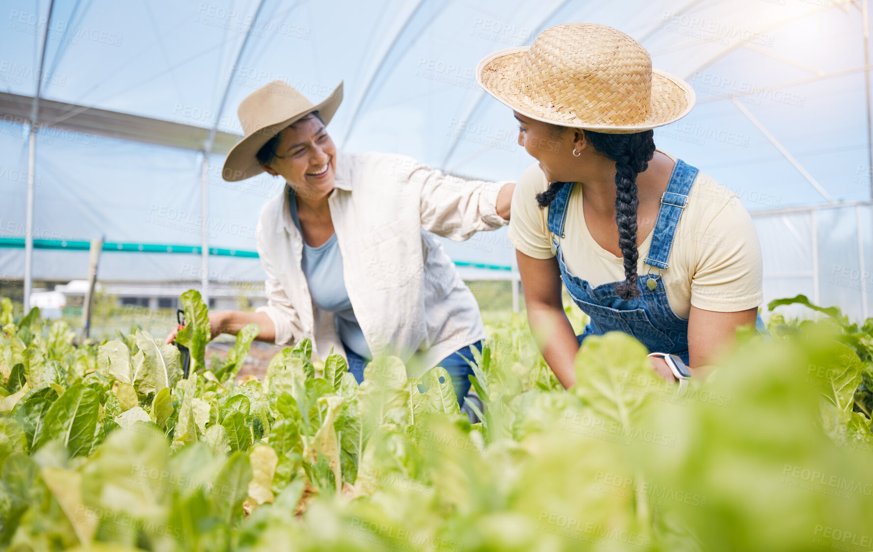 Buy stock photo Farming, agriculture and teamwork with plants in greenhouse for sustainability. Happy women working together on farm for eco lifestyle, agro startup or organic food vegetable or lettuce for wellness