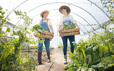 Buy stock photo Greenhouse, happy women together with box of vegetables and sustainable small business and garden agriculture. Friends working at farm, smile and growth in summer with organic agro food employees.