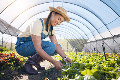 Buy stock photo Plants, agriculture and woman farming in a greenhouse for health and sustainability. Young person with leaves for eco lifestyle, agro business or organic food and gardening for wellness and growth