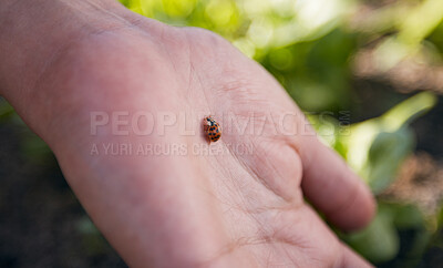 Buy stock photo Hand, nature and a ladybug in the garden with a person outdoor for sustainability or agriculture closeup. Farming, spring and environment with an insect in a natural habitat as a part of wildlife