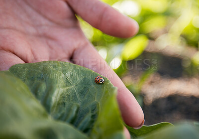 Buy stock photo Hand, farming and a ladybug in the garden with a person outdoor for sustainability or agriculture closeup. Nature, spring and environment with an insect in a natural habitat as a part of wildlife