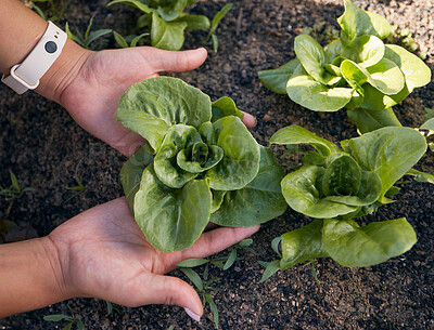 Buy stock photo Hands, lettuce and gardening plants for farming, agriculture and sustainable growth in sand from above. Closeup, farmer and check progress of green leaf vegetables in soil, land or ecology inspection