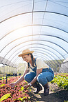 Farmer, woman and plants in greenhouse for farming, agriculture and vegetables growth or production. Excited worker in field for quality assurance, gardening or green and red lettuce in agro business
