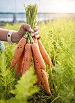 Farmer holding carrots in hand, plants at sustainable small business in agriculture and natural organic food. Person at agro greenhouse, vegetable harvest and growth in garden with eco friendly pride