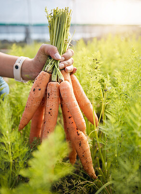 Buy stock photo Farmer holding carrots in hand, plants at sustainable small business in agriculture and natural organic food. Person at agro greenhouse, vegetable harvest and growth in garden with eco friendly pride
