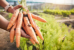 Greenhouse, carrots in hand and plants at sustainable small business, agriculture and natural organic food. Person in agro farming, vegetable harvest and growth in gardening with eco friendly stock.