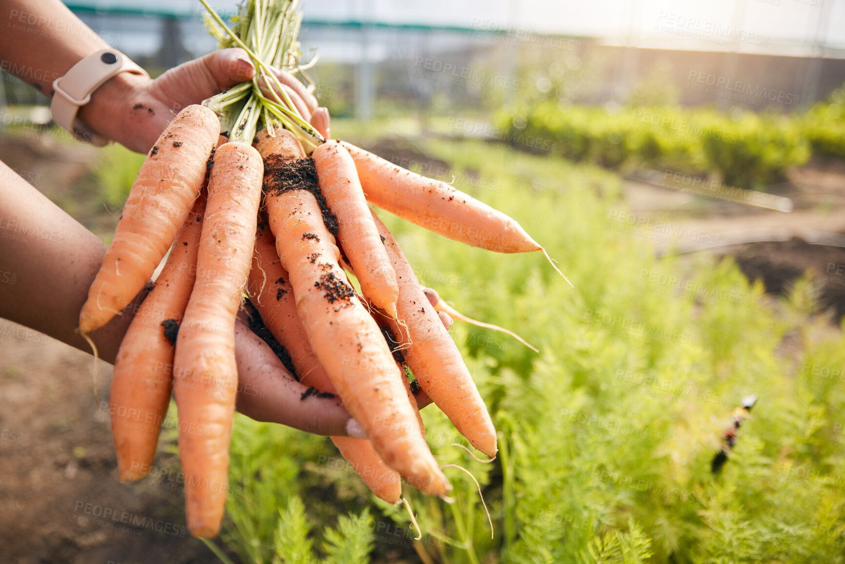 Buy stock photo Greenhouse, carrots in hand and plants at sustainable small business, agriculture and natural organic food. Person in agro farming, vegetable harvest and growth in gardening with eco friendly stock.