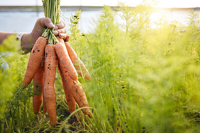 Buy stock photo Farmer with carrots in hand, plants and agriculture at sustainable small business with natural organic food. Person at agro greenhouse, vegetable harvest and growth in garden with eco friendly pride.
