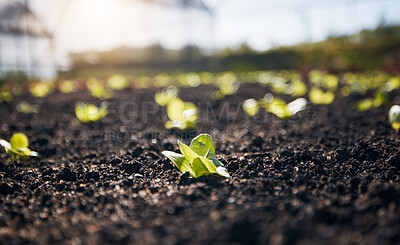 Buy stock photo Closeup, lettuce and gardening plants for farming, agriculture and growth in nature, sand and sustainable field. Background, soil and sustainability of land, leaf vegetables and ecology in greenhouse