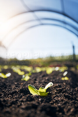 Buy stock photo Plants, green growth and greenhouse background for farming, agriculture and vegetables growth in fertilizer or soil. Empty field for agro business, sustainability and gardening with leaves or lettuce