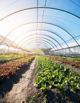 Greenhouse background, plants and growth for farming, agriculture and vegetables, fertilizer and soil. Empty field with food security, gardening and green and red lettuce for harvest in agro business