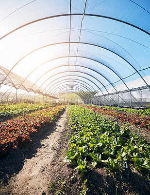 Buy stock photo Greenhouse background, plants and growth for farming, agriculture and vegetables, fertilizer and soil. Empty field with food security, gardening and green and red lettuce for harvest in agro business