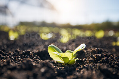 Buy stock photo Plants, green lettuce and agriculture background for farming, and vegetables growth or production in fertilizer or soil. Empty field and sustainability, gardening or leaves in sand for agro business