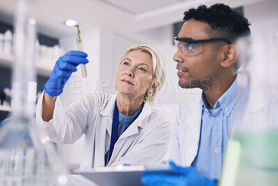 Buy stock photo Science, leaves in test tube and man with woman in laboratory, research and thinking with nature. Biotechnology, agro study and scientist team with plants, lab technician checking solution in glass.