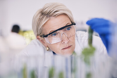 Buy stock photo Science, plants and woman with test tube growth in laboratory, medical research and natural medicine. Biotech, pharmaceutical and scientist with leaf, lab technician checking green leaves in glass.