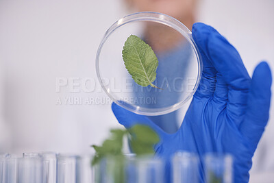 Buy stock photo Science, plants in dish and hand in laboratory, research and agro growth with engineering in nature. Biotechnology, agriculture study and scientist with leaf in glass, lab technician checking results