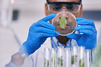 Science, plant in dish and man with test tube in laboratory, research and thinking with nature. Biotechnology, pharmaceutical study and scientist with leaf, lab technician checking leaves in glass.
