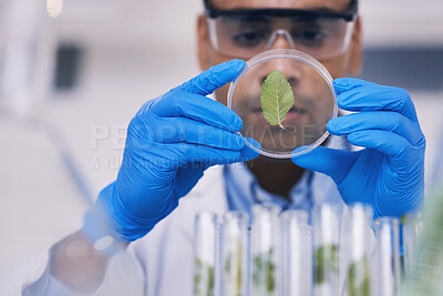 Buy stock photo Science, plant in dish and man with test tube in laboratory, research and thinking with natural medicine. Biotechnology, pharmaceutical study and medical scientist with glass, lab technician leaves