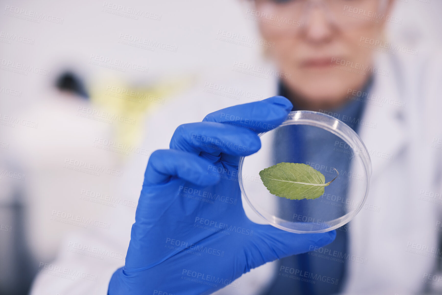 Buy stock photo Science, leaf in glass and hands of woman in laboratory, research and natural medicine. Biotechnology, pharmaceutical study and medical scientist with leaves, lab technician and green plant in glass