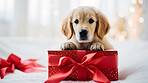 Labrador puppy with gift box on bokeh background in studio. Dog present with bow