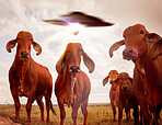 Ufo, cows and field with farm abduction, spaceship and contact with light beam, futuristic and science fiction. Cattle, alien invasion and extraterrestrial with galaxy mission, fantasy or countryside