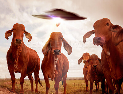 Buy stock photo Ufo, cows and field with farm abduction, spaceship and contact with light beam, futuristic and science fiction. Cattle, alien invasion and extraterrestrial with galaxy mission, fantasy or countryside