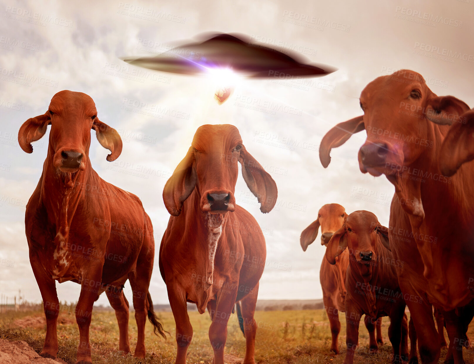 Buy stock photo Ufo, cows and field with farm abduction, spaceship and contact with light beam, futuristic and science fiction. Cattle, alien invasion and extraterrestrial with galaxy mission, fantasy or countryside