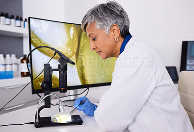 Buy stock photo Microscope, screen or scientist with plant for research, lab test or innovation for agriculture study. Science, mature or expert with aloe vera leaf for natural herbal medicine, pharma or education